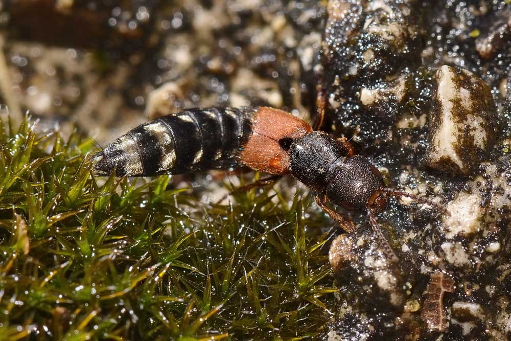 Platydracus stercorarius (Staphylinidae)